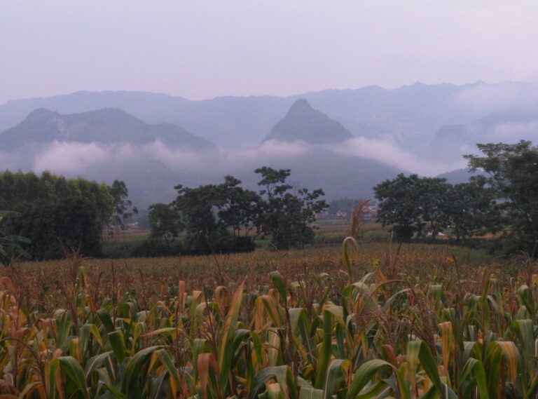 An Open Letter to Director Huang Xianyang, Guangxi Forestry Bureau: Protecting the Ecology of Daming Mountain
