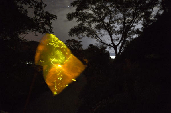 Ningdu Issues Notice Banning the Capture and Sale of Wild Fireflies
