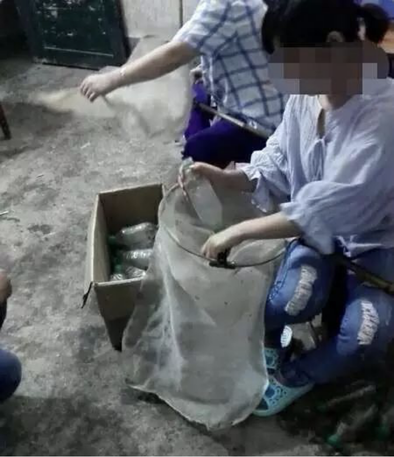Open Letter｜Calling on Secretary Li Musheng to Protect the Fireflies of Xiaobu Town