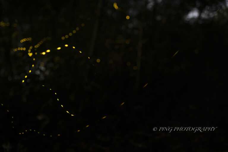 The Vanishing Firefly Park