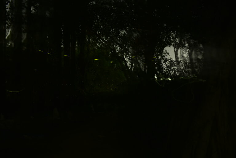 2017 Firefly Protection Work Summary