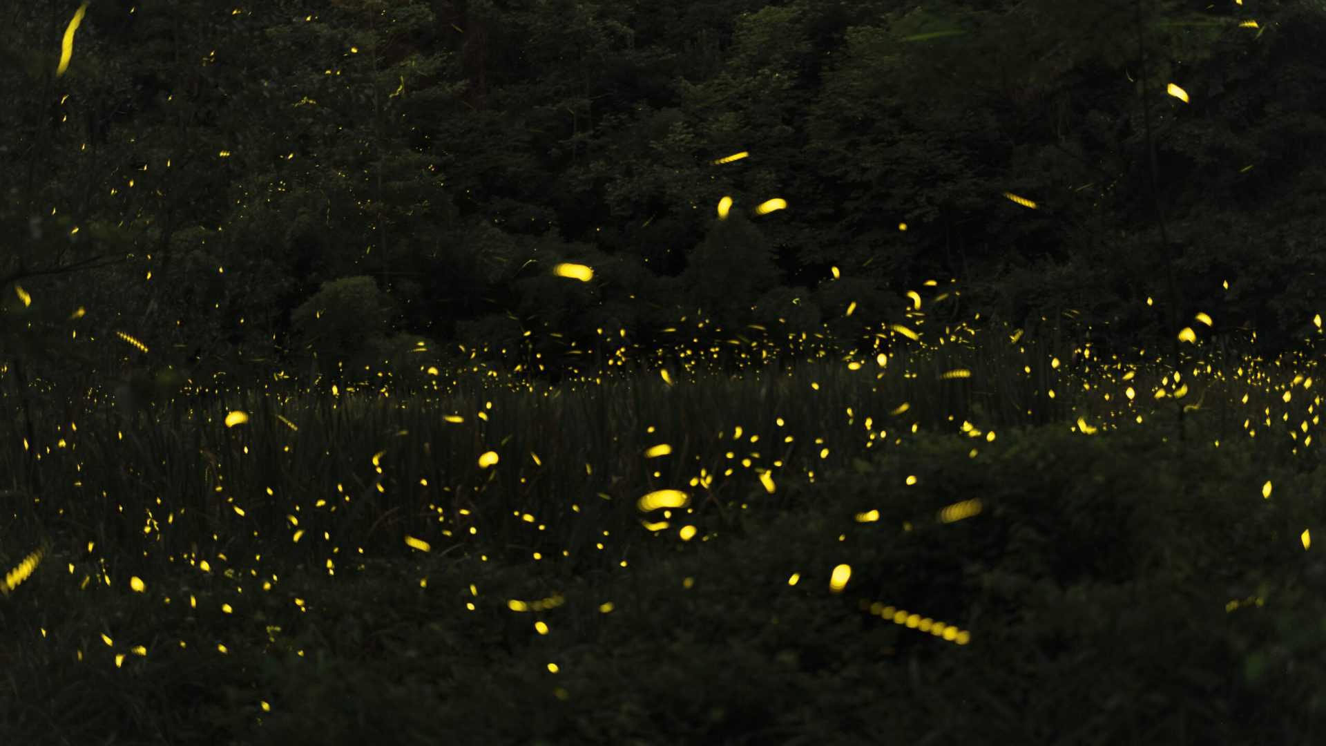 fireflies1